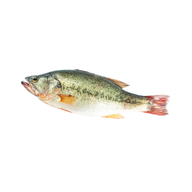 活桂花鲈（淡水瓜）500-600g/份
