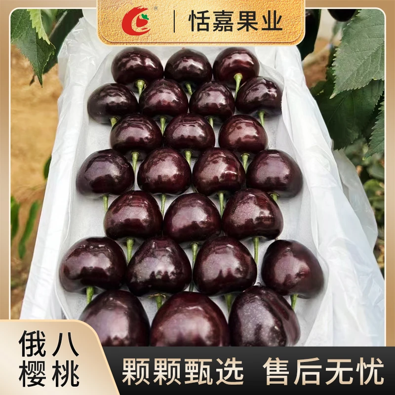 【顺丰包邮】头茬现货大连俄8大樱桃4J现摘现发1.8斤/2.8斤装