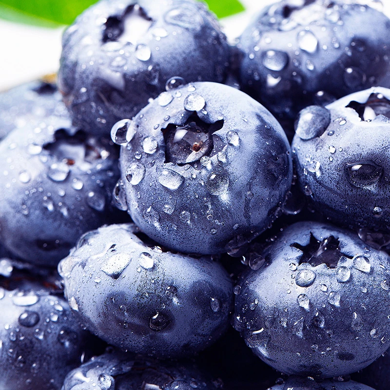 【顺丰包邮】正宗丹东蓝莓新鲜蓝莓水果1-2箱现摘现发400g/箱