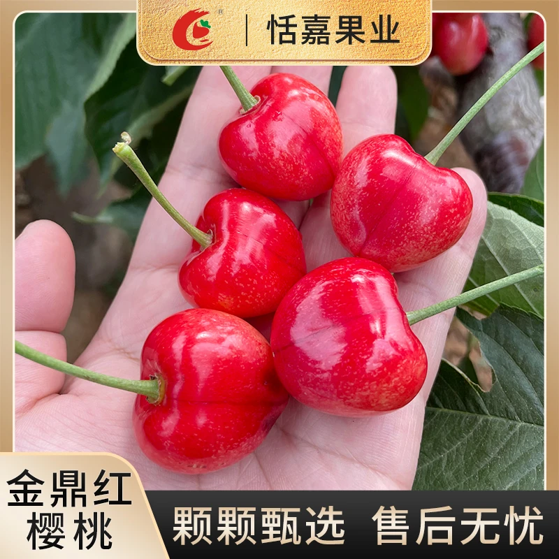 【顺丰包邮】大连金鼎红樱桃新鲜多汁J-3J大连樱桃1.8斤-4.8斤