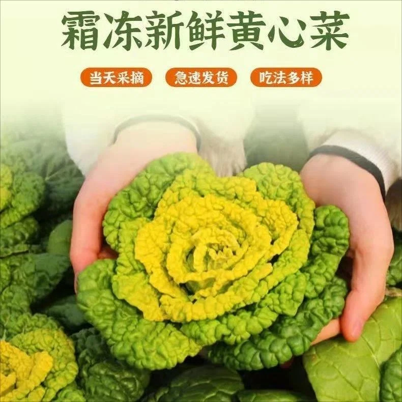 【乡村助农专属】河南新鲜黄心菜产地直发黄心乌塌卷心菜菊花菜5斤
