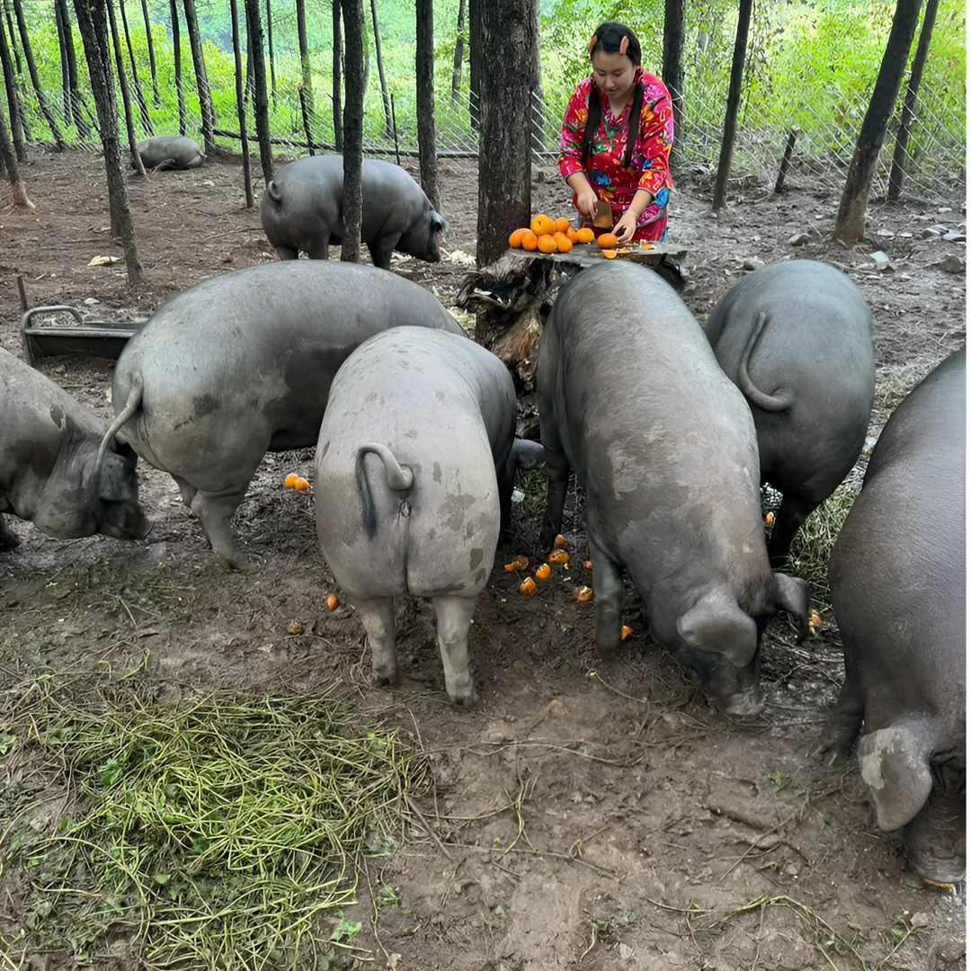 1号【直播称重改价链接】粮食土猪肉 500克以上  顺丰包邮
