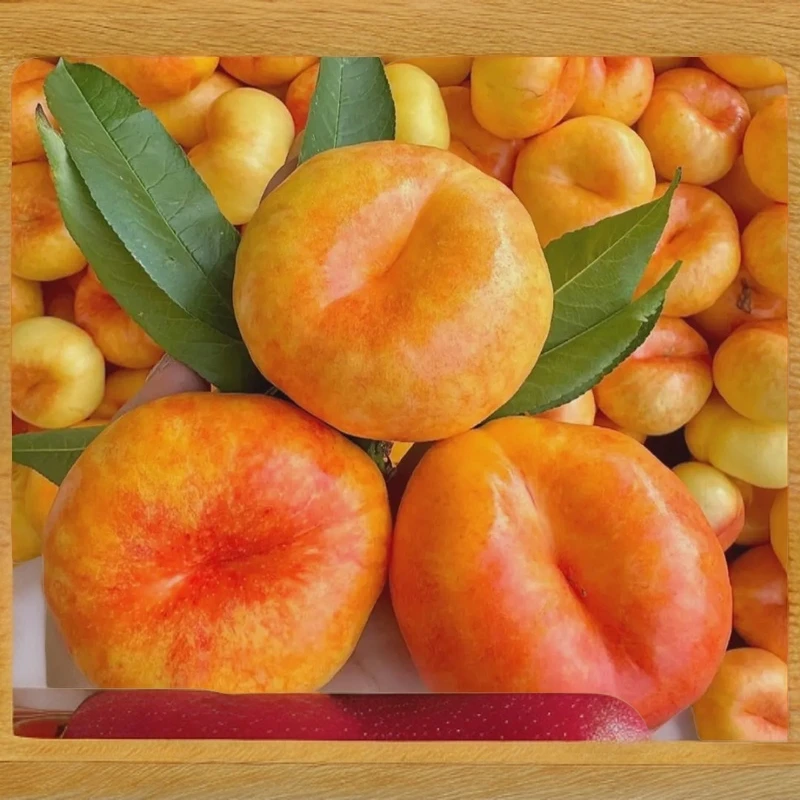 【直播福利】山东蒙阴彩虹油蟠桃夏日尝鲜多汁果园香甜现摘新鲜水果