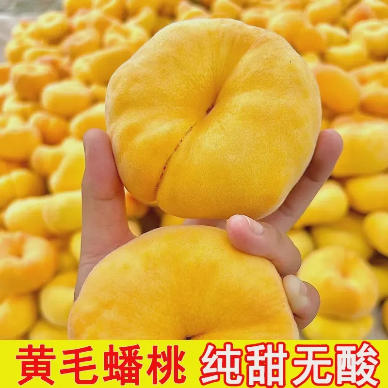 山东蒙阴黄金毛蟠桃蒙阴当季新鲜现摘水果黄毛扁桃水蜜桃黄蟠桃礼