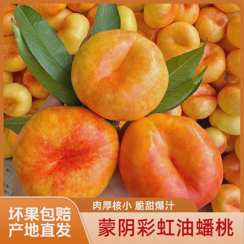 山东蒙阴彩虹油蟠桃夏日尝鲜多汁果园香甜现摘爆汁网红新鲜水果