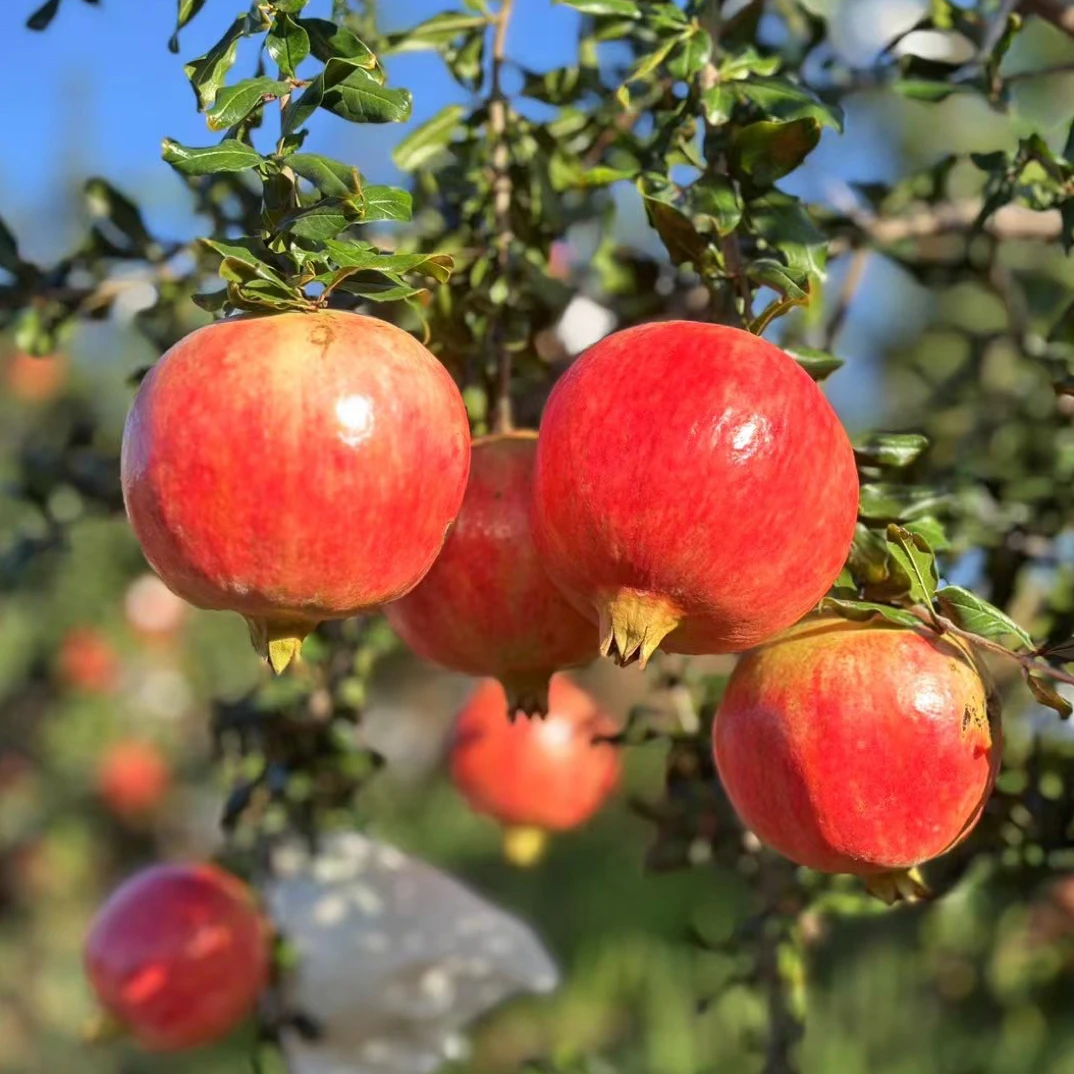 四川突尼斯软籽石榴清甜多汁新鲜采摘5斤8斤产地包邮