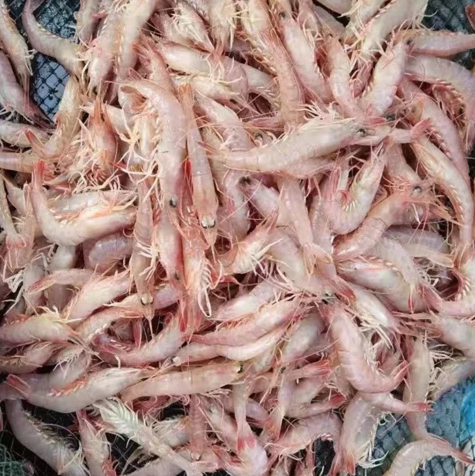 蛎虾  （1斤60-70只左右）  3斤活虾速冻后发货