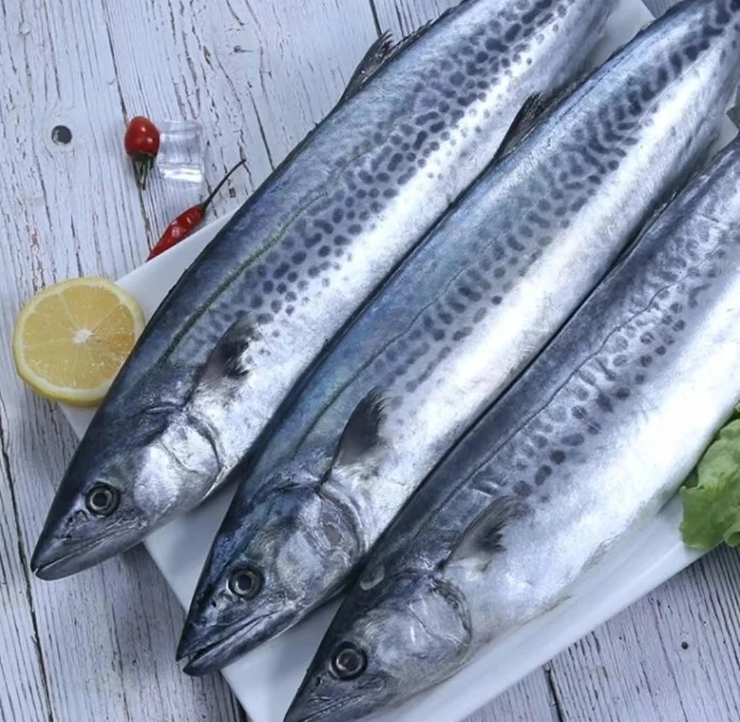 鲅鱼（5斤2条鱼）速冻后发货