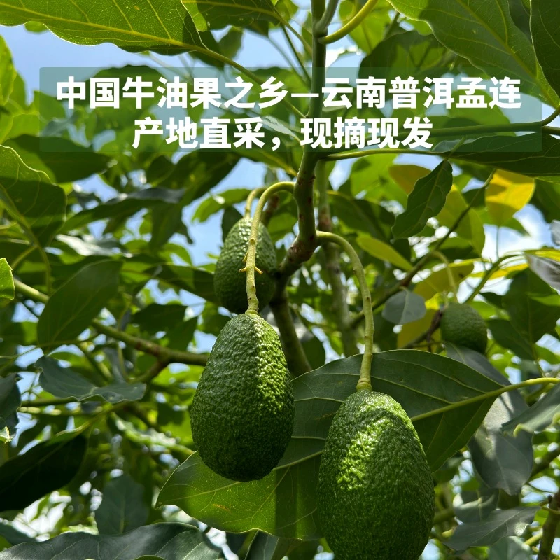 孟连哈斯牛油果【孕妇水果宝宝辅食必备】新鲜现摘现发超值家庭装
