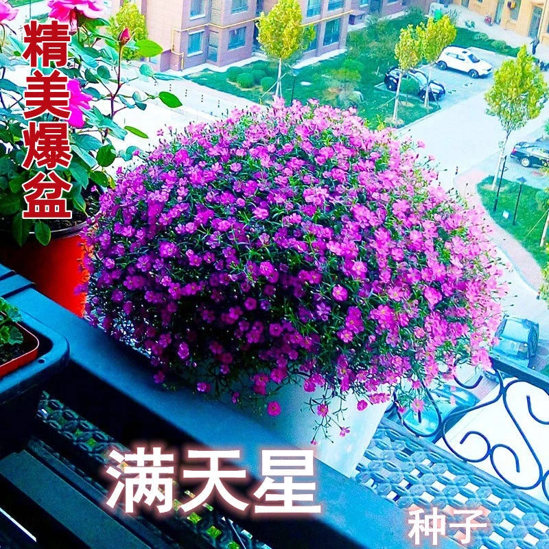 满天星花种子四季播易爆盆开花不断室内外阳台盆栽桌面摆放花种籽