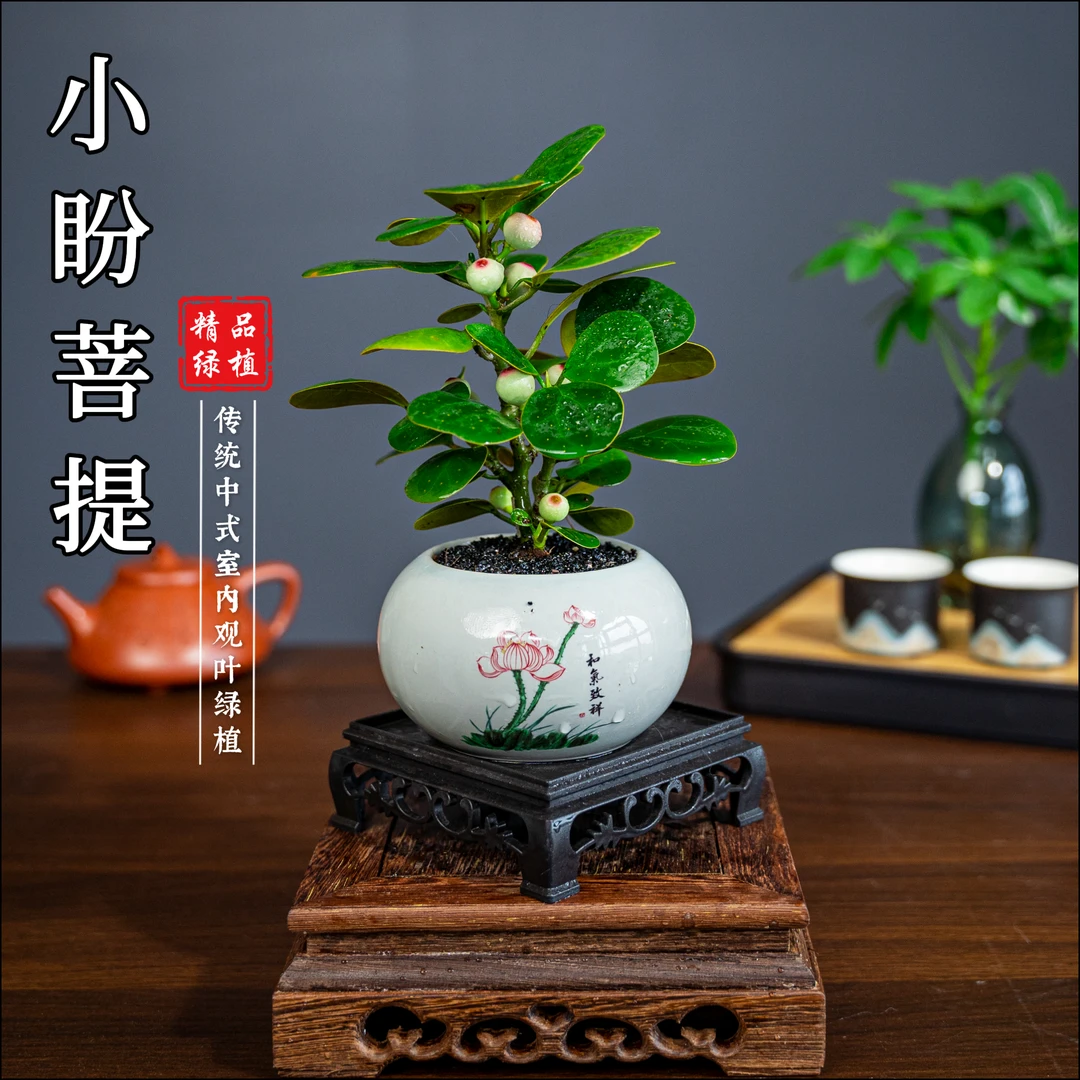 小盼菩提微小桌面盆栽茶宠绿植花卉开花好看