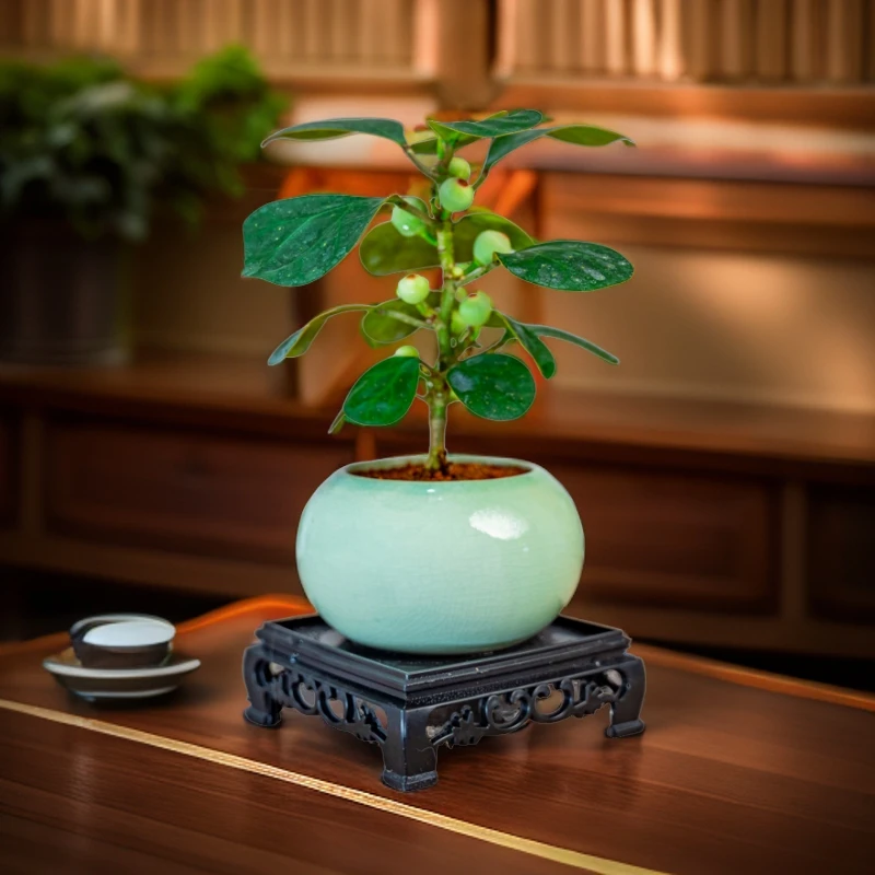 小盼菩提微小桌面盆栽茶宠绿植花卉开花好看