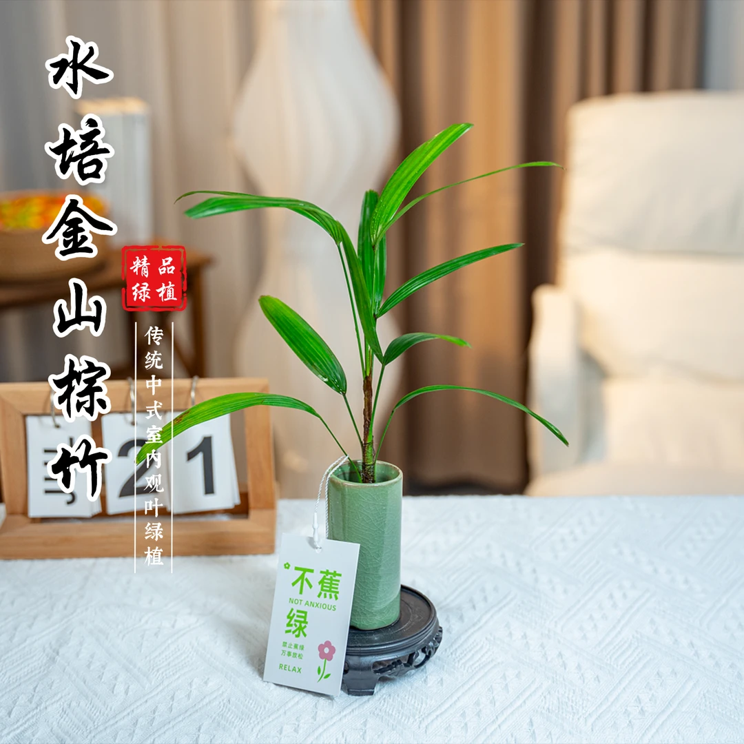 棕竹微小带桌面盆栽茶宠绿植花卉开花好看实物清香好养护