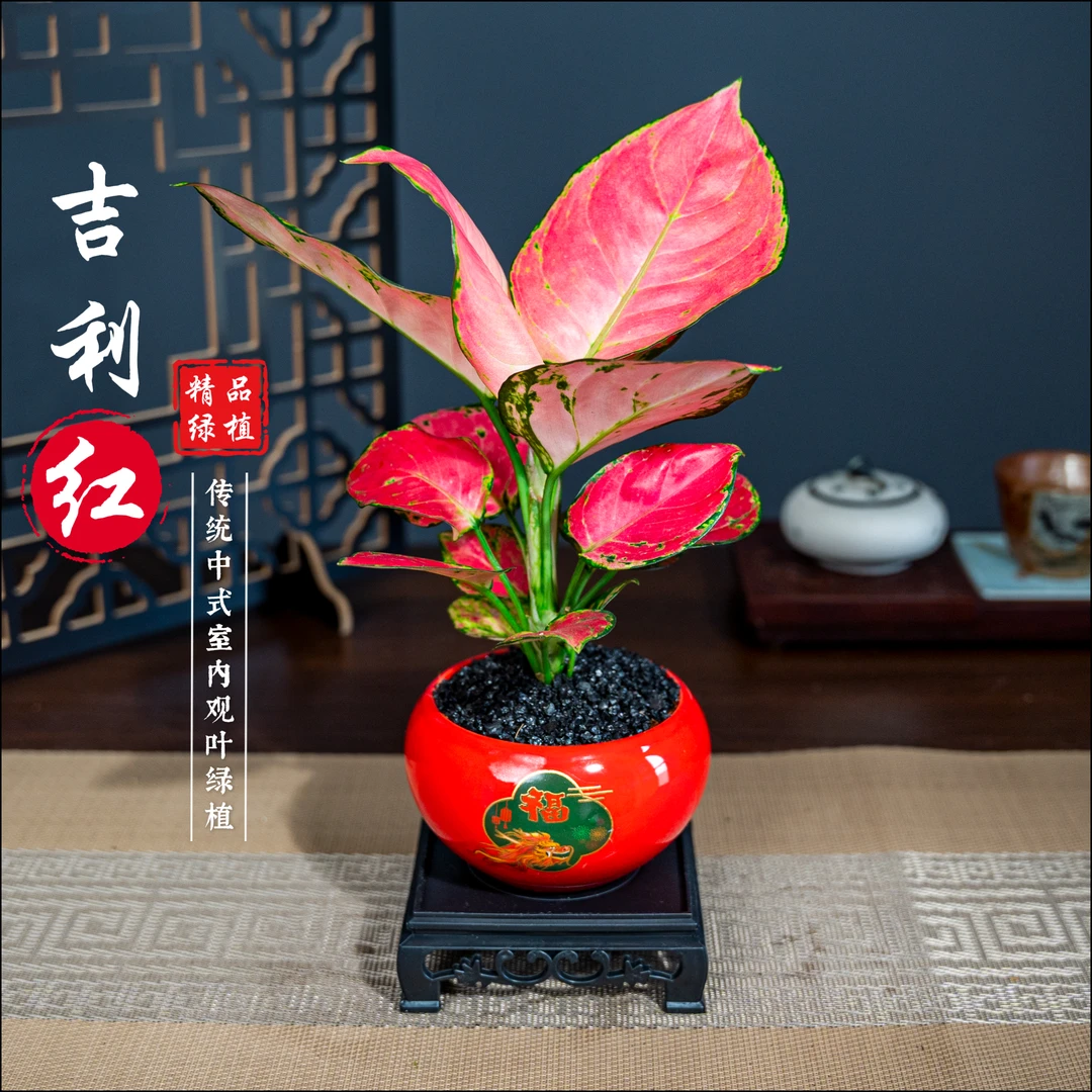 吉利红室内卧室桌面阳光精致盆景冬季红耐寒耐冻鲜活好养绿植