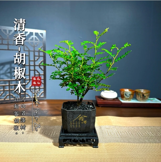 清香胡椒木盆景室内好养盆栽绿植美观茶室客厅阳台