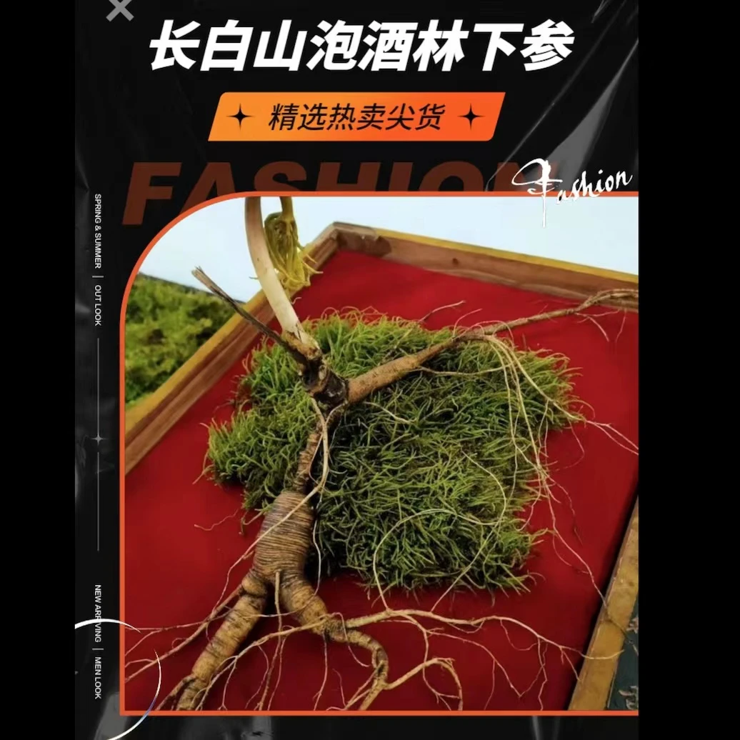 林下参新鲜鲜参泡酒煲汤【现场采挖】【直播链接】【一物一拍】新鲜