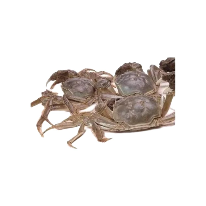 精品大闸蟹4斤装