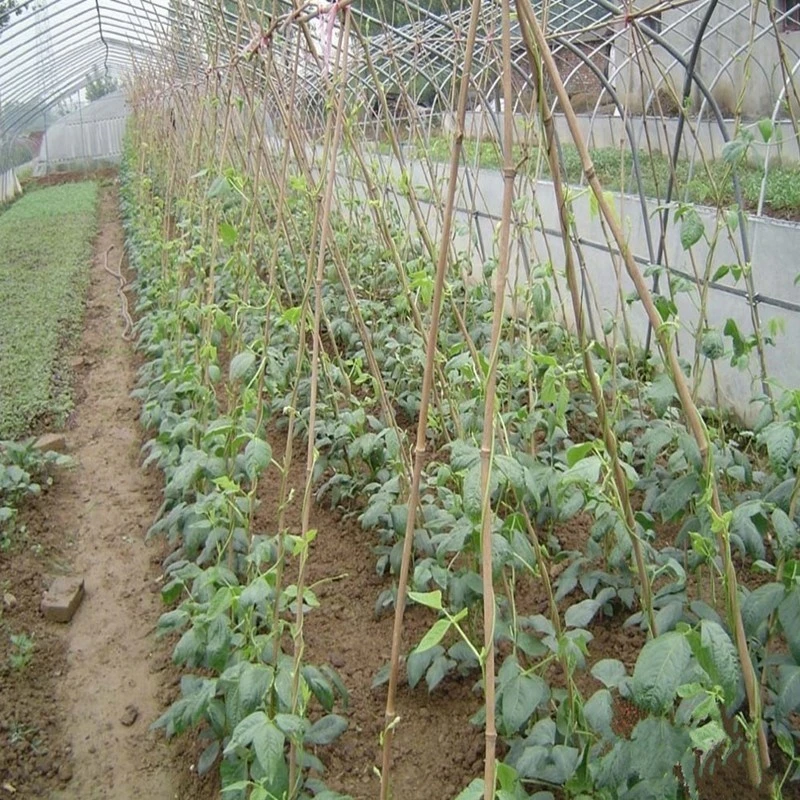 竹竿各种规格竹竿子 菜园搭架栏杆 篱笆竹围栏竹子栅栏旗竹杆竹子
