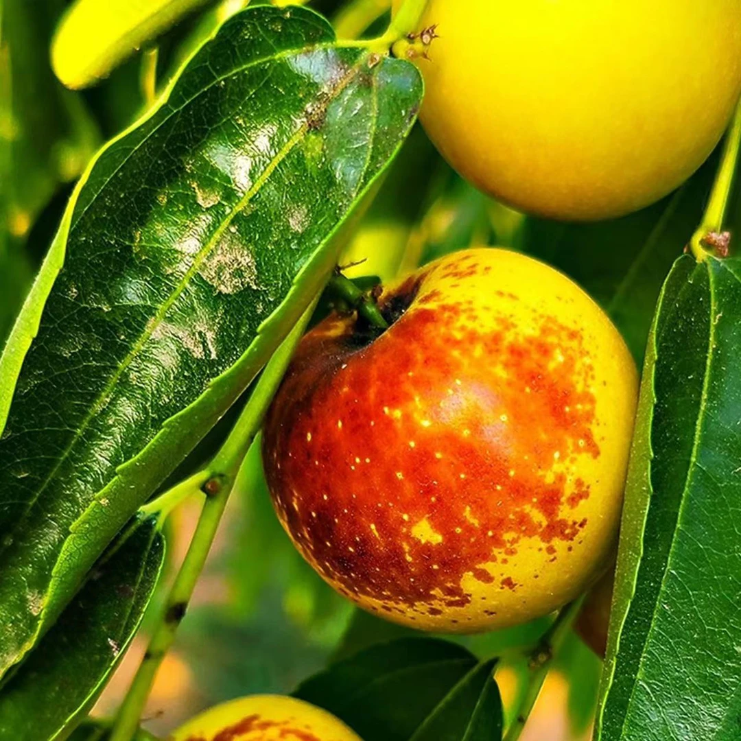 油蟠脆枣精品冬枣树苗