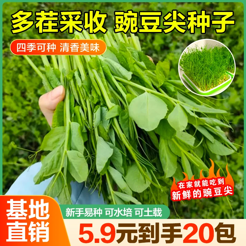 抢！豌豆尖种子 四季种植 可水培土培 南北方阳台盆栽种