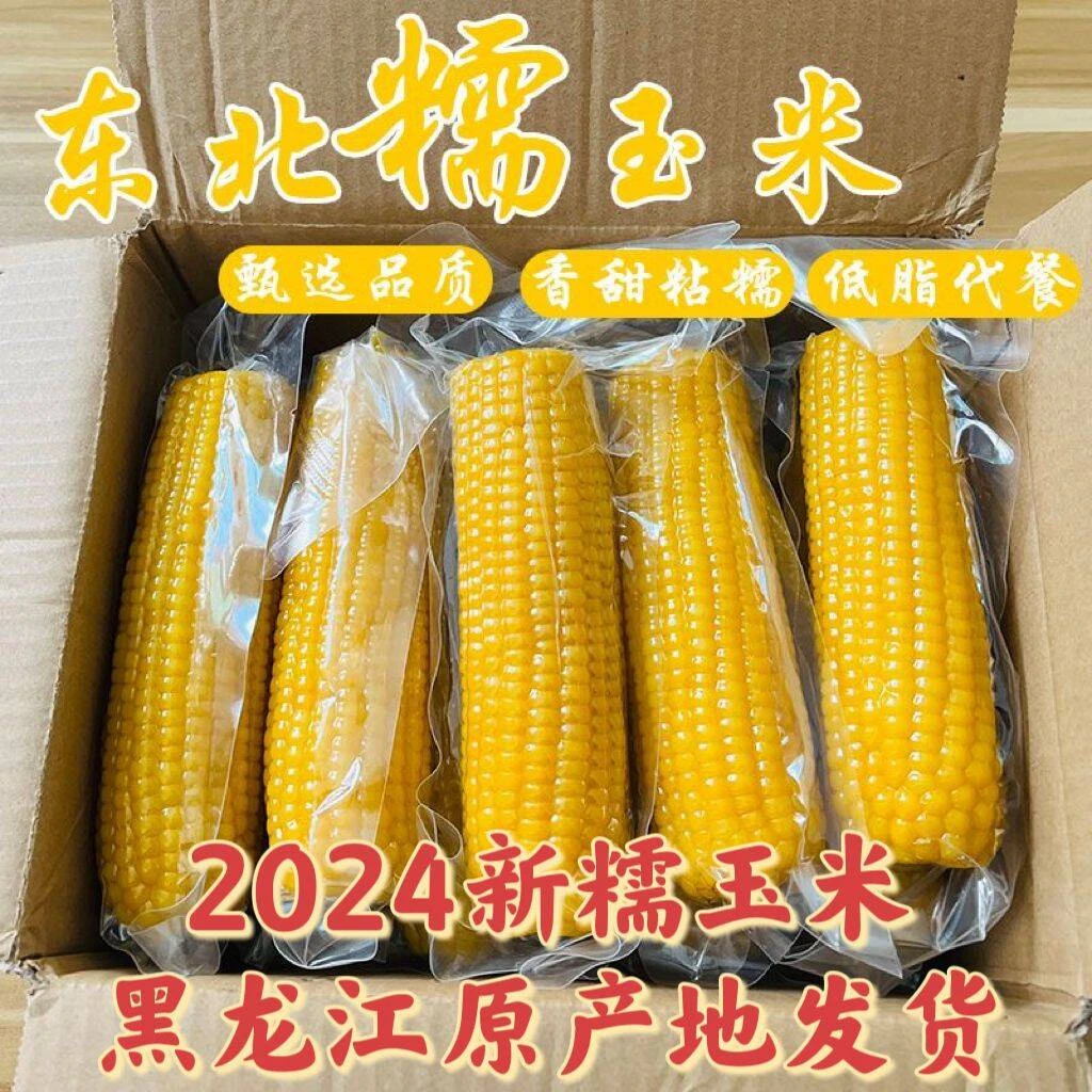 2024东北黄糯玉米粘糯微甜230g-260g丰收季节颗粒饱满金黄好吃