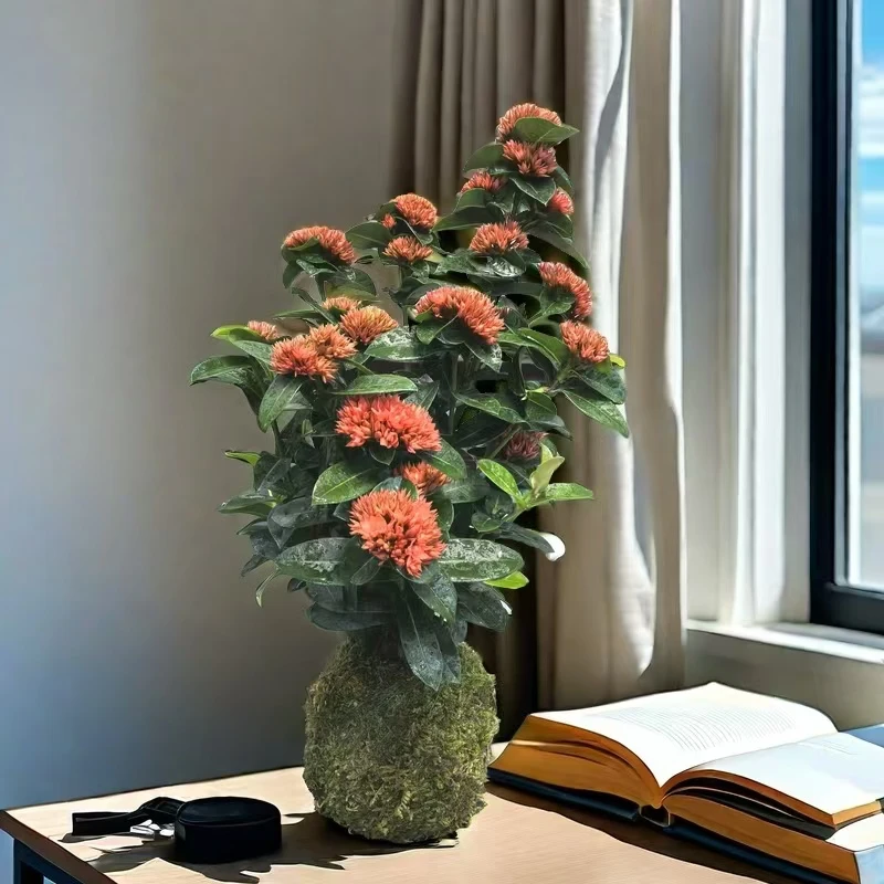 【苔藓球多品种】室内观赏水培好养观叶茶盘禅意小盆栽好养易活常青