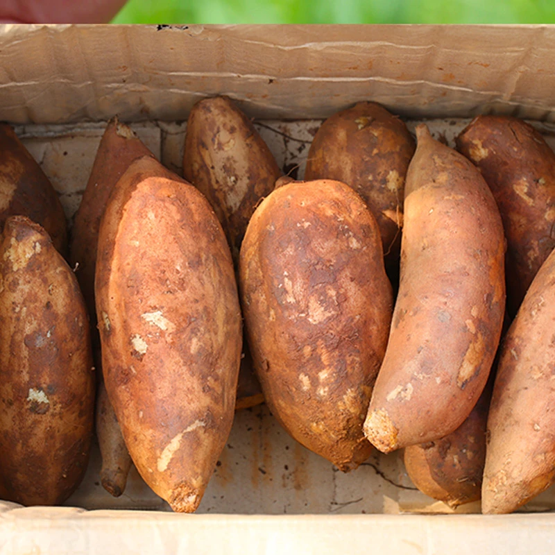 新鲜应季水果云南天山雪莲果头茬黄心果脆甜现挖现发1-9斤装孕妇！