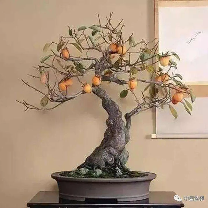 老鸦柿盆景素材 一物一拍
