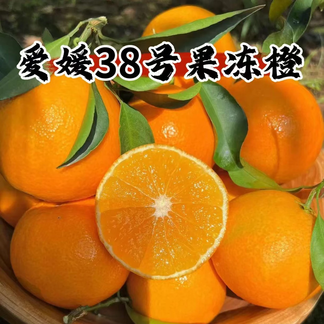【现摘现发】四川正宗爱媛38号果冻橙子新鲜采摘产地发瀑汁