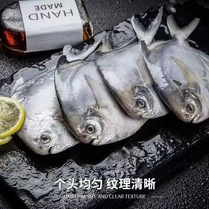 （嫌小勿拍）新鲜/海捕/野生/鲳鱼 5斤 顺丰包邮（一斤10条左右）