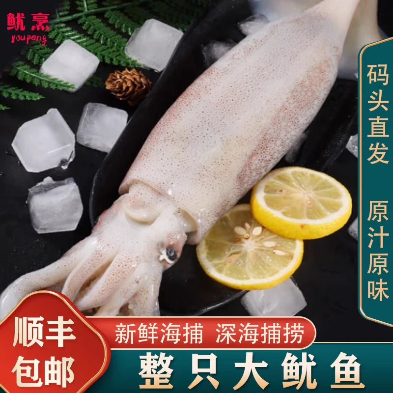 本地海捕鱿鱼 5斤 顺丰包邮