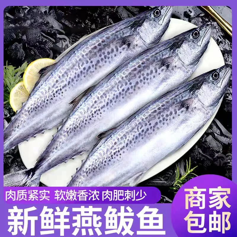 新鲜海捕/燕尾鲅鱼/鲅鱼/蓝点马鲛鱼 5斤总6条) 顺丰包邮