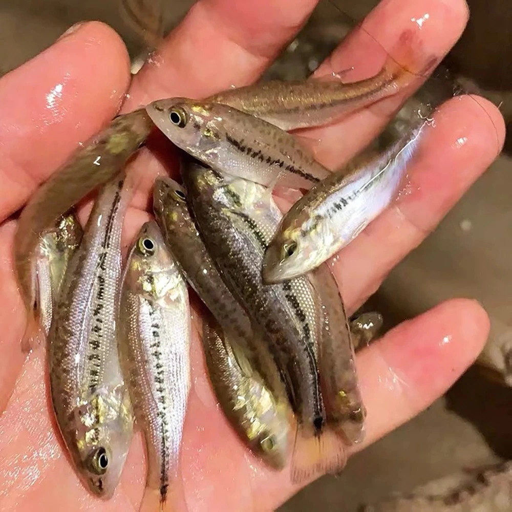 加州鲈鱼小鱼4-10公分淡水优鲈3号水族活体