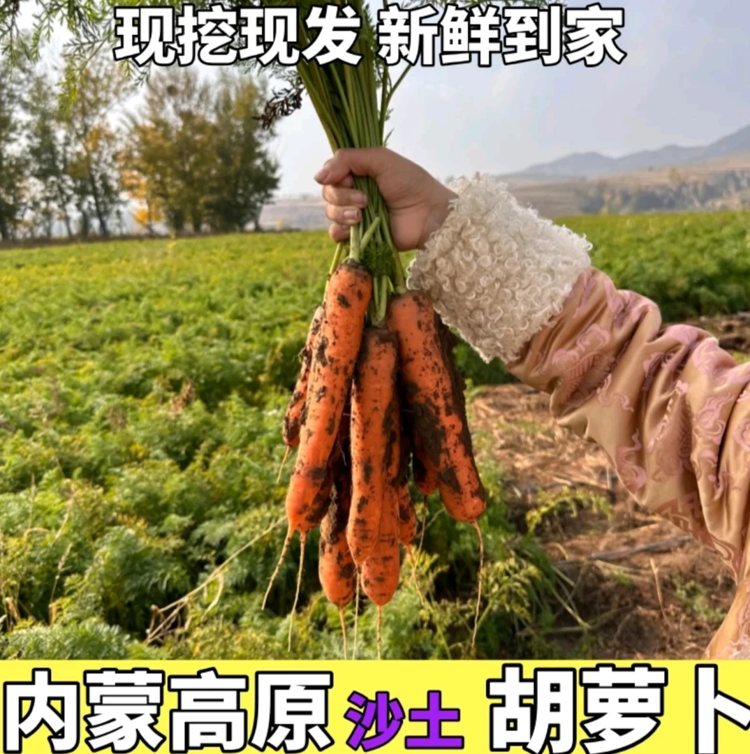 《现挖》内蒙古高原1300米沙土地种植老品种胡萝卜5斤装坏果包赔