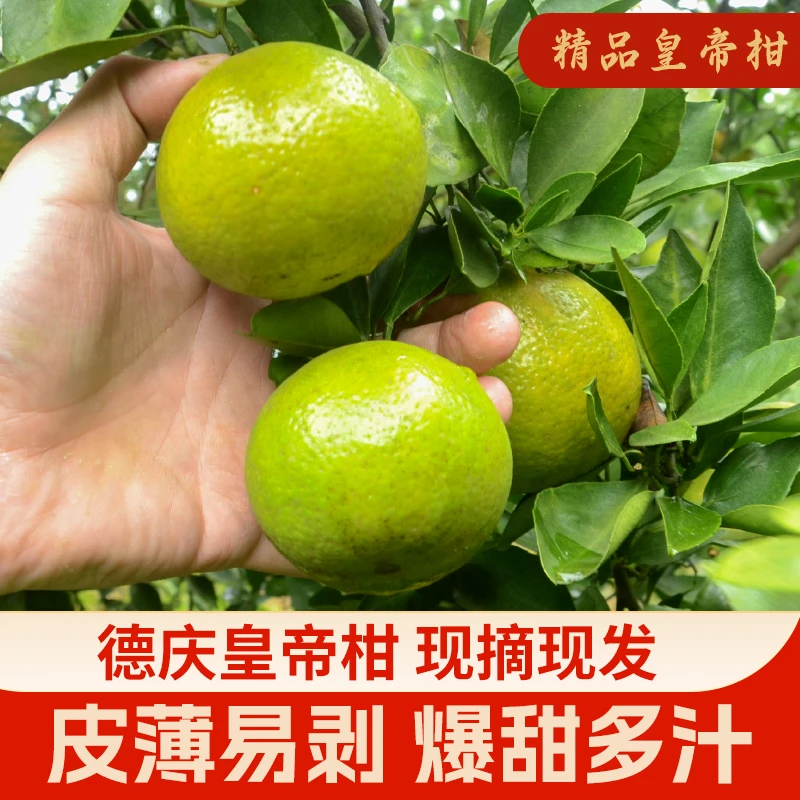 老树大果10斤正宗德庆皇帝柑新鲜水果现摘橘子当季礼盒整箱甜桔子