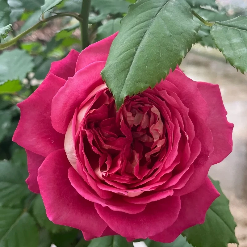 云南玫瑰大花浓香勤花玫瑰栽培四季开花耐寒适合阳台庭院月季花