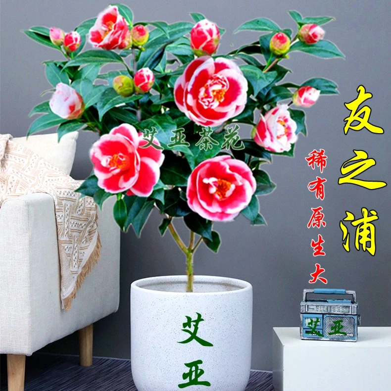 艾亚玉之浦又名友之浦茶花带花苞阳台花卉庭院绿植名贵品种太阳花