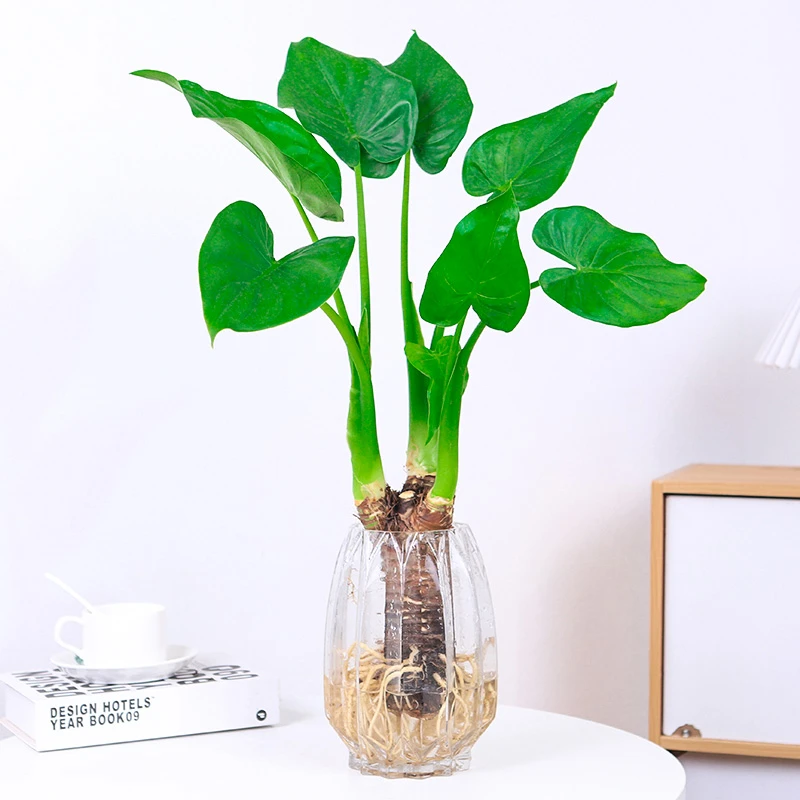水培滴水观音千手观音净化空气植物室内水培盆栽桌面植物观叶常绿