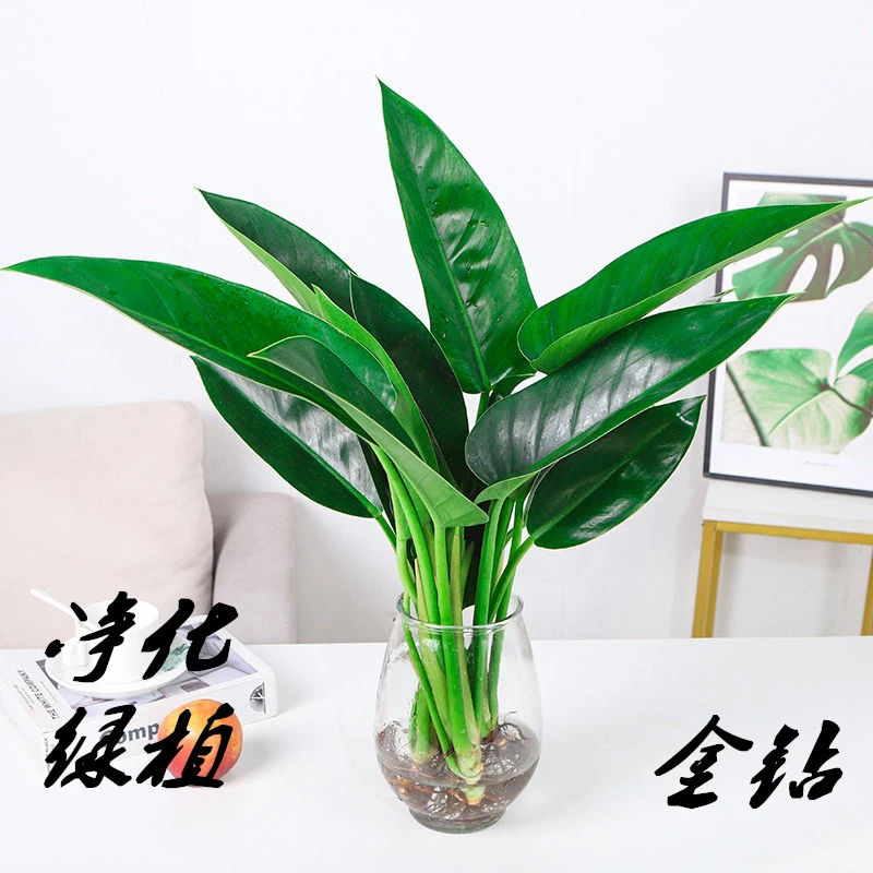 水培植物大叶金钻盆栽吸甲醛盆景室内四季好养绿公主盆栽净化空气
