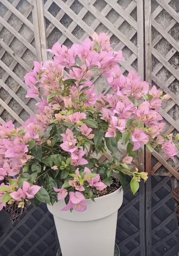 塞弗里三角梅四季开花勤花爬藤绿植花卉基地直发