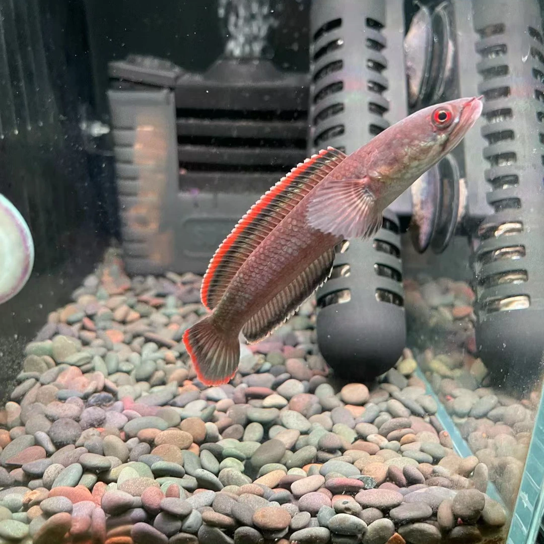 人工繁殖火背鱼苗