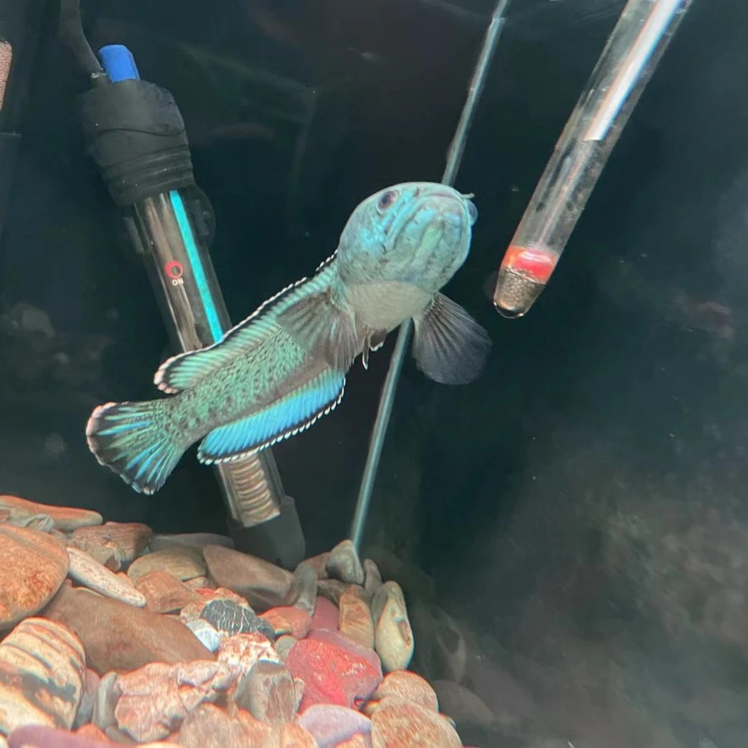 溪流鱼-原生金尘雷龙