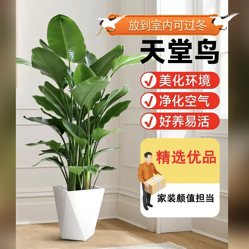 【春田】1.31-1.4米天堂鸟高品质办公室客厅室内阳台好养高颜值