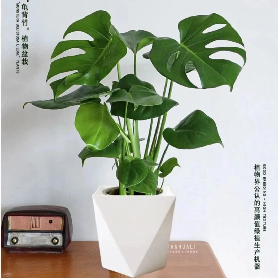 【花田福利】龟背竹盆栽室内阳台客厅办公室高颜值四季常青菱形盆