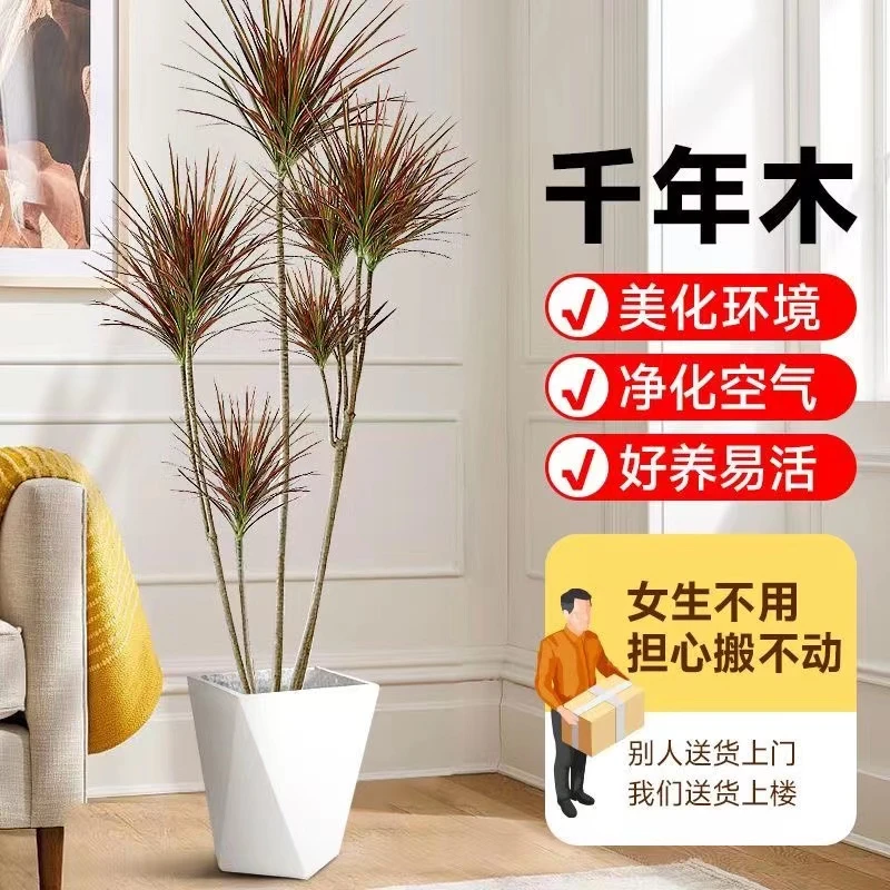 【美悦】1.2-1.3米大型七彩千年木盆栽室内客厅庭院耐旱植物菱形盆