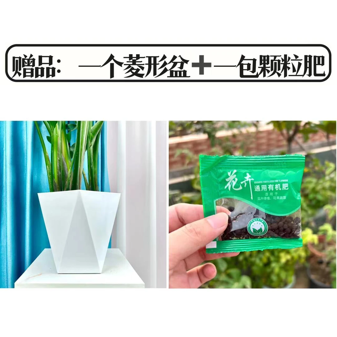 花盆+肥料