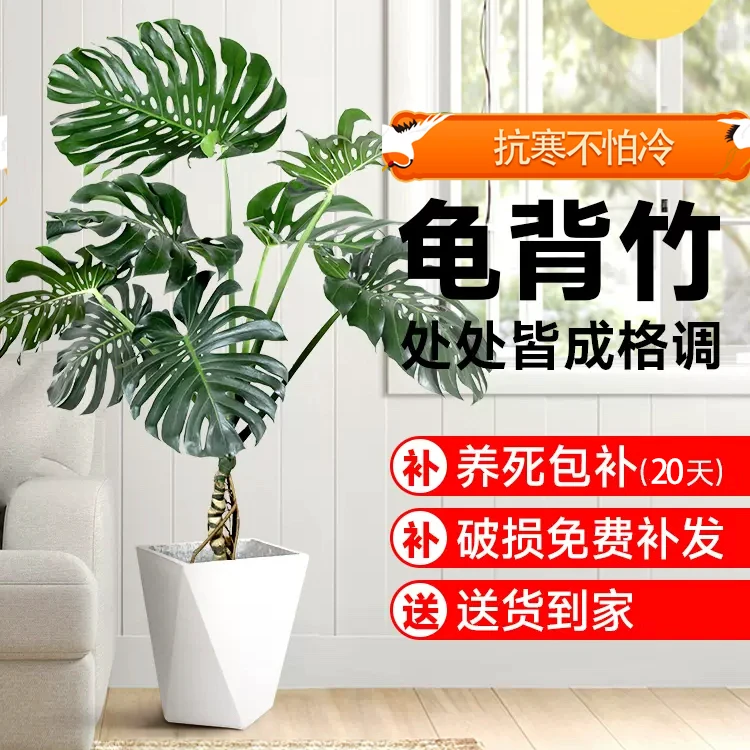 【春田】71-80cm龟背竹4-5株大苗绿植盆栽室内阳台植物四季常青