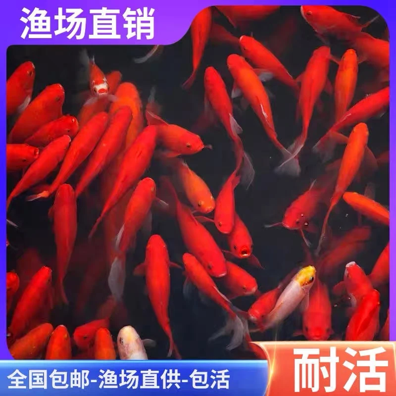 【3-5厘米55条】冷水鱼草金鱼观赏鱼练手鱼北京发货