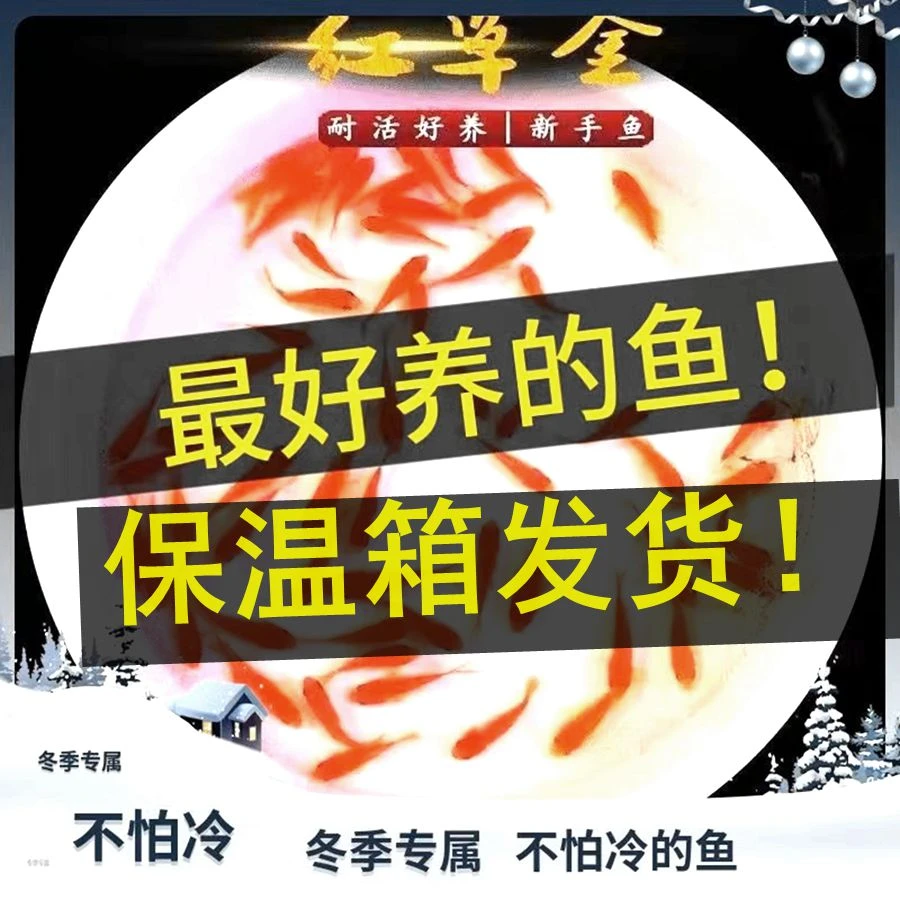 超萌好物草金鱼小红鱼观赏鱼好养冷水鱼观赏鱼草缸淡水鱼苗