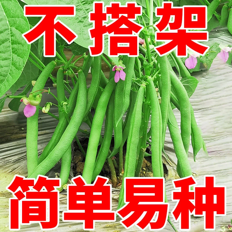 无架四季豆种子四季早熟地豆种子阳台盆栽豇豆种菜籽蔬菜种子
